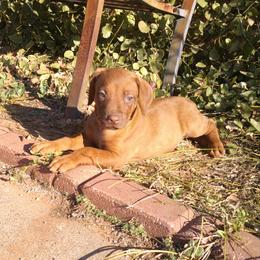 Candy - Lt whtn brn nose female Rhodesian Ridgeback puppy in Carney, Oklahoma from River Run Parson Russell terriers & River Run Ridgebacks