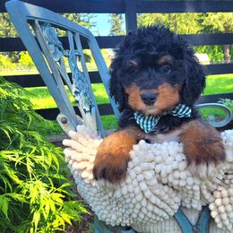 Bernedoodle Puppies from Refined Doodles