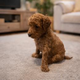 Brown Collar Boy- Ole red - Red  male Goldendoodle puppy in Jefferson City, Missouri from Happy Tails Doodle Farm
