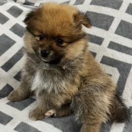 Simba - Orange male Pomeranian puppy in Edinburg, Texas from Divine Valley Poms