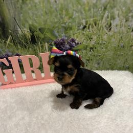 Little Bear - Yorkshire Terrier