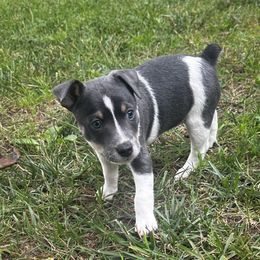 Boy 1 - Blue white and tan male Rat Terrier puppy in Marshall, North Carolina from Meadows Rat Terrier