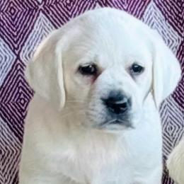Girl 2 - Yellow female Labrador Retriever puppy in Jamestown, Ohio from Heartlands Quality Labrador Retrievers