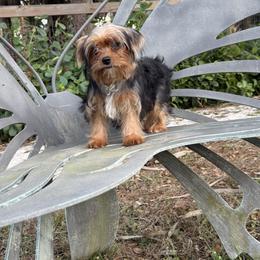 Chloe - Black and gold female Yorkshire Terrier puppy in Naples, Florida from Puppies Forever 💙❤️🐶
