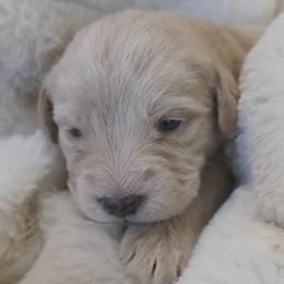 Buzz - Cream male Labradoodle puppy in Centerville, Utah from Reid Wasatch Doodles