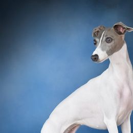 Jewel - Italian Greyhound