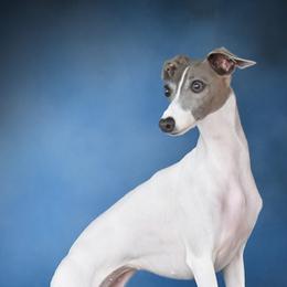 Jewel - Italian Greyhound