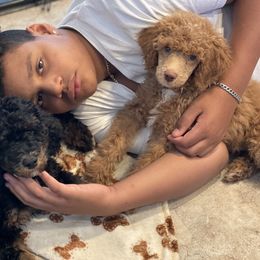 Poodle Puppies from Grandy’s Pretty Poodles