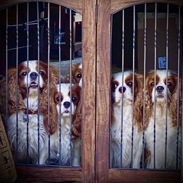 Cavalier King Charles Spaniel Puppies from Bella Fleur Cavaliers