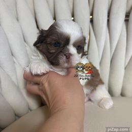 Kobe - Red and white male Shih Tzu puppy in Walkertown, North Carolina from Lil’ Bit’s Shih Tzu