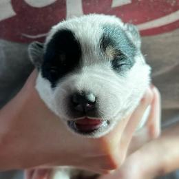 Girl 2 - Blue female Australian Cattle Dog puppy in Irvington, Kentucky from Dry Valley’s Australian Cattle Dogs