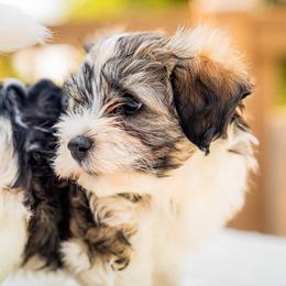 Havanese Puppies from Cabana Havanese