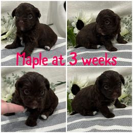 Maple - Chocolate female Havanese puppy in Manteca, California from Once Upon A Havanese