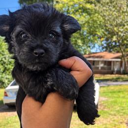 Froggy 2000 - Black male Yorkipoo puppy in Gastonia, North Carolina from Banks Dynasty Kennel