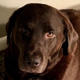 Hellen - Labrador Retriever