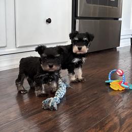 Miniature Schnauzer puppies from Clay Hill Kennels