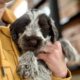 Butch Cassidy - Brown and gray male Wirehaired Pointing Griffon puppy in Custer, South Dakota from Twenty-Mile Griffons