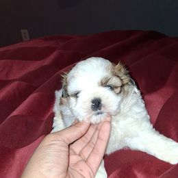 Boy 1 - Gold and white male Shih Tzu puppy in Birmingham, Alabama from K&D kennels