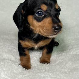 Dachshund Puppies from Mini Dachshund Pups LB