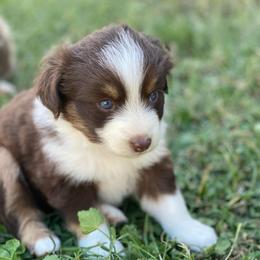 Brownie - Red tri female Miniature Australian Shepherd puppy in Sonora, California from Quarle Ranch Mini Aussies
