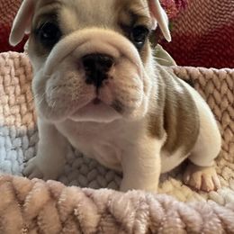 Milkdud - Bulldog puppy in Richland Township, Arkansas from Ozark Bulldogs