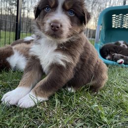 Australian Shepherd Puppies from Quiet Cove Kennels