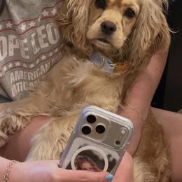 Cocker Spaniel Puppies from A&J Kennel