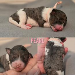 Pearl - Blue merle female Bernedoodle puppy in Summerville, South Carolina from Channys Doodles