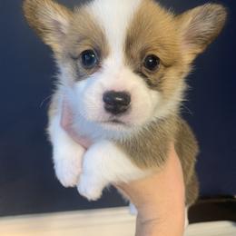 Mistletoe - Pembroke Welsh Corgi puppy from Carter’s Corgis LLC