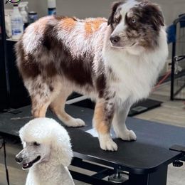 Crimson - Australian Shepherd