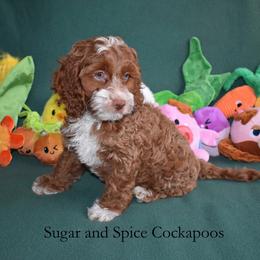 Holly - Red female Cockapoo puppy in Hopkins, South Carolina from Sugar and Spice Cockapoos