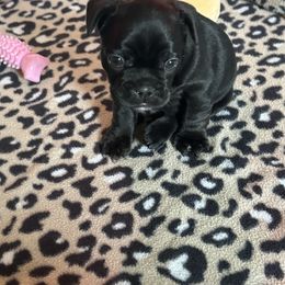 French Bulldog Puppies from KT’s Fabulous Frenchies