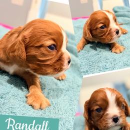 Randall - Ruby male Cavalier King Charles Spaniel puppy in Spring Hill, Florida from Wonderland Cavaliers