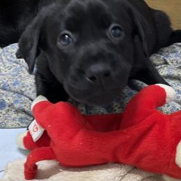 Echo - Black male Labrador Retriever puppy in Arlington, Iowa from Uncle Bucks Labrador Retrievers