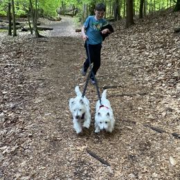 West Highland White Terrier Puppies from Bountiful Westies of West Michigan