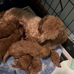 Pippi - Poodle