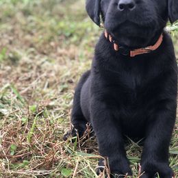 Labrador Retriever Puppies from Mahan Labs