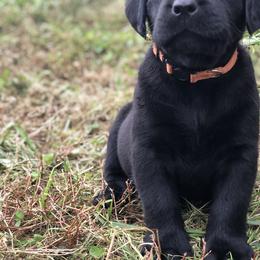 Labrador Retriever Puppies from Mahan Labs