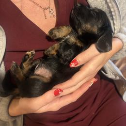 Dachshund Puppies from Doodle Bugs Doxies