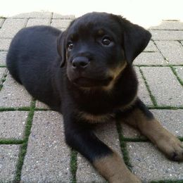Rottweilers from Geri Bidgood