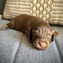 Dachshund Puppies from Deep Space Dachs