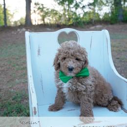 Colin - green collar - Red male Bernedoodle puppy in Lexington, North Carolina from Deborah’s Doodles