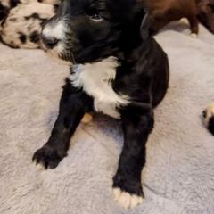 "Fern from the Flower litter" Bordoodle Puppies from Brisby Bordoodles