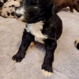 "Fern from the Flower litter" Bordoodle Puppies from Brisby Bordoodles