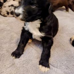 "Fern from the Flower litter" Bordoodle Puppies from Brisby Bordoodles