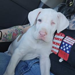 Anna - Harlequin female Great Dane puppy in Mayfield, New York from Sacandaga Danes