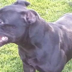 American Pit Bull Terriers, French Bulldogs, and Staffordshire Bull Terriers from Victorino's Kennel