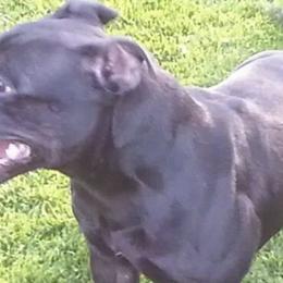 American Pit Bull Terriers, French Bulldogs, and Staffordshire Bull Terriers from Victorino's Kennel