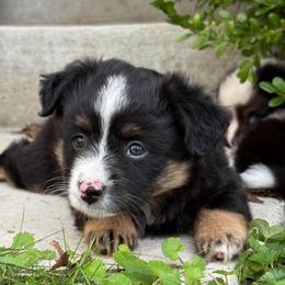Fern - Black tri female Toy Australian Shepherd puppy in Quincy, Michigan from Ivy Meadows and Friends