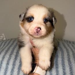 Tamales - Blue merle male Australian Shepherd puppy in Anniston, Alabama from All Hale Aussies
